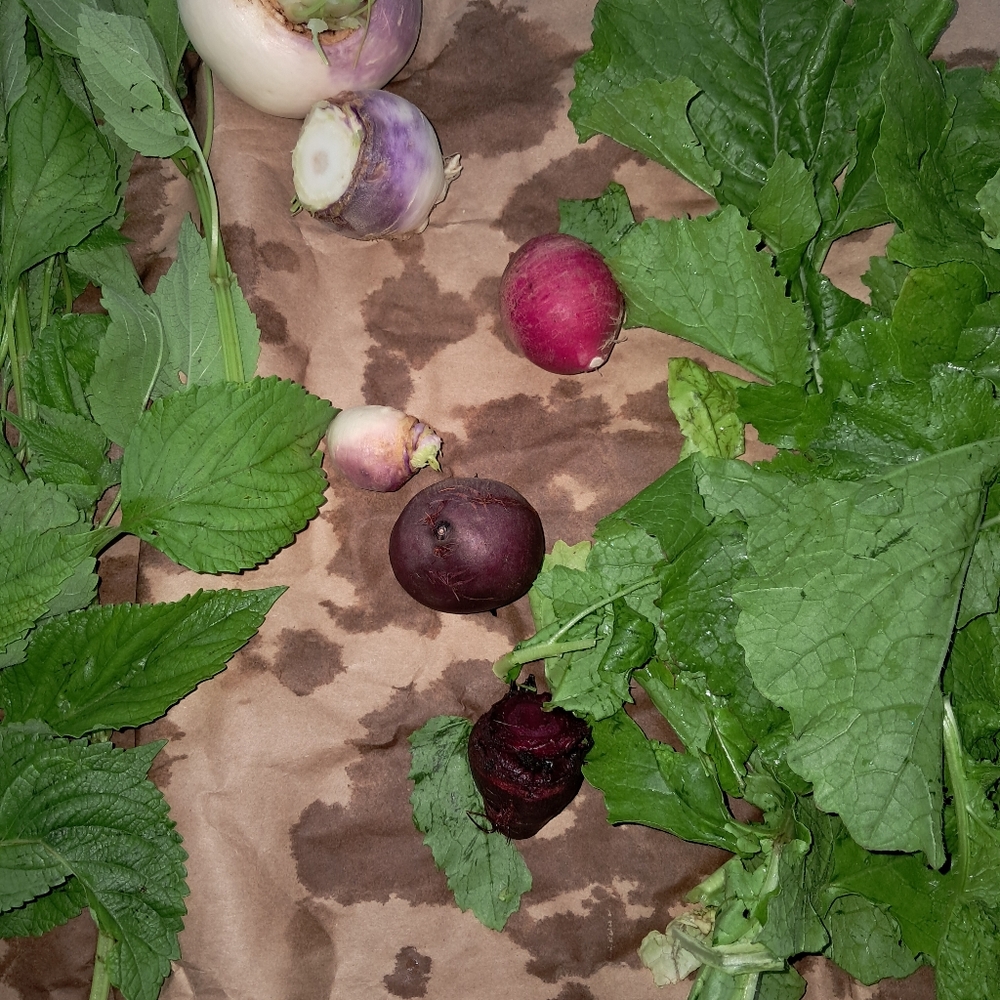 Garden DONATION Non GMO Seeds And  gift for your support. - Picture 3 of 16